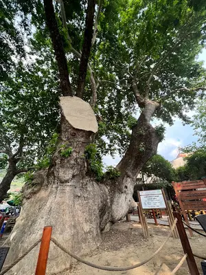 Çınaraltı Meydanı