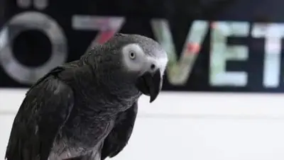 Öz-Vet Kuş Veteriner Kliniği Hizmette 35.Yıl