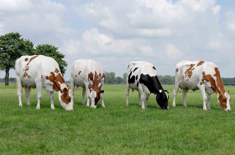 Birgi vet veteriner kliniği foto 1