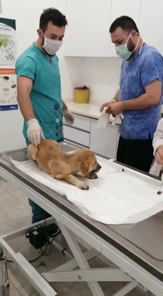 Kiko Veteriner Kliniği foto 2