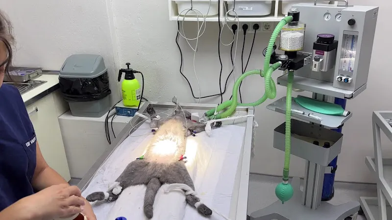 EVREN VETERİNER KLİNİĞİ -VETERINARY CLINIC foto 2