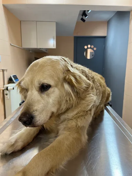 Vetto Veteriner Kliniği foto 2