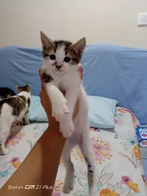 VetWork Veteriner Kliniği