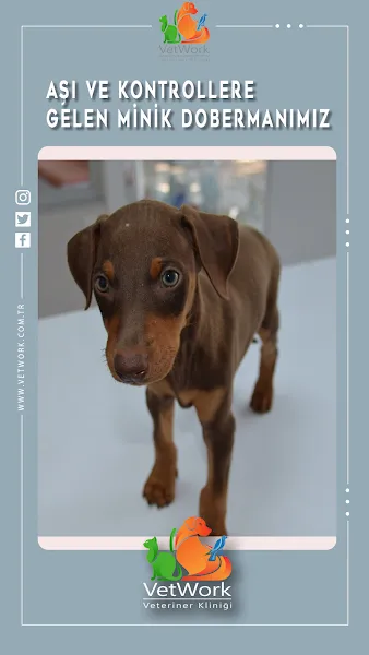 VetWork Veteriner Kliniği foto 2