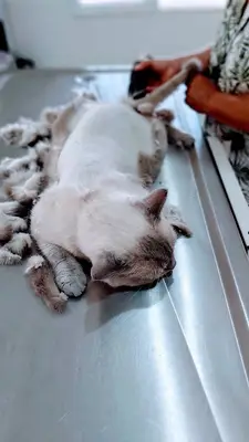 Özgür Veteriner Kliniği