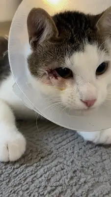 Sihir Veteriner Kliniği