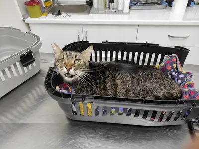 Gaziemir Pet Adası Veteriner Kliniği