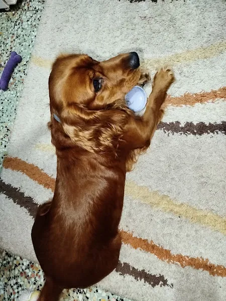 Çapan Veteriner Kliniği foto 2