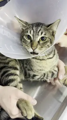 PetBuddy Veteriner Kliniği