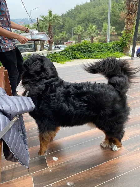 PetBuddy Veteriner Kliniği foto 2