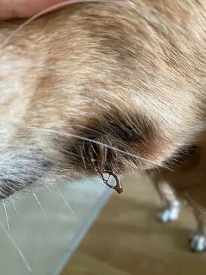 Vourla Veteriner Kliniği