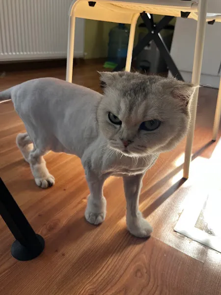 Animora Veteriner Kliniği foto 2