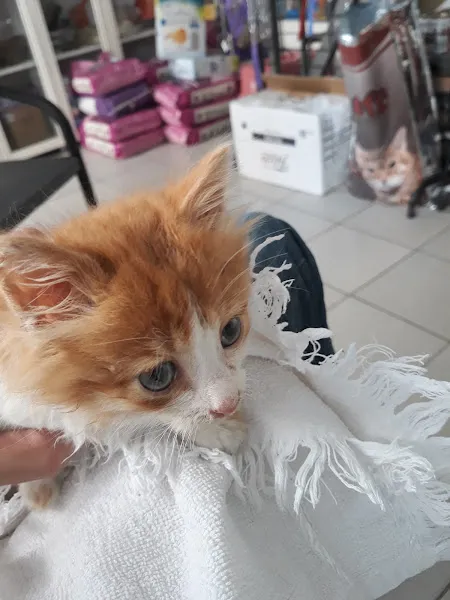 Boncuk Veteriner Kliniği foto 1
