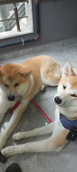 Pityvet Veteriner Kliniği foto 2