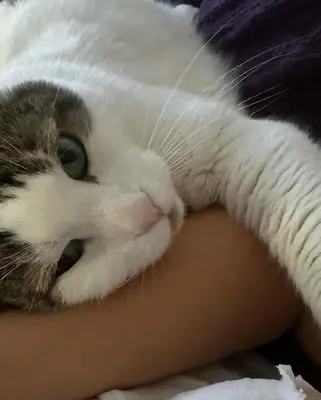 Sefaköy Vet-Max Veteriner Kliniği