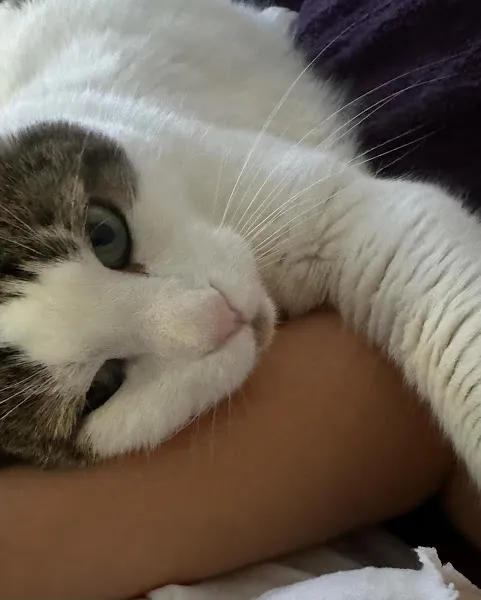 Sefaköy Vet-Max Veteriner Kliniği foto 1