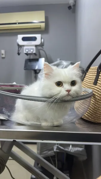 Sefaköy Vet-Max Veteriner Kliniği foto 2