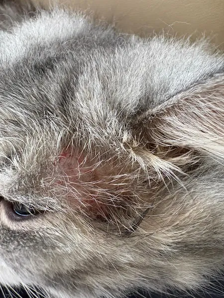 ABC Veteriner Kliniği foto 2