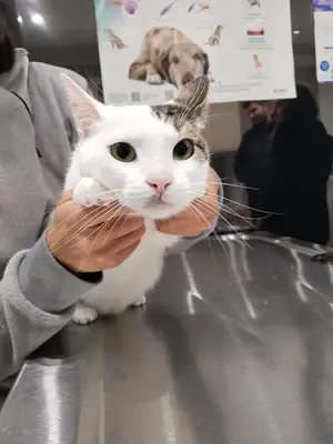 Vetland Veteriner Kliniği ve Pet Kuaför