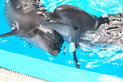 İstanbul Dolphinarium