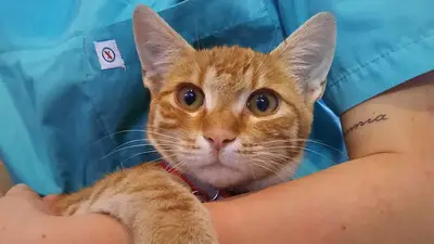 GİZLİ BAHÇE VETERİNER KLİNİĞİ