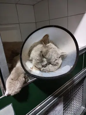 Wetnose Veteriner Kliniği Kocaeli