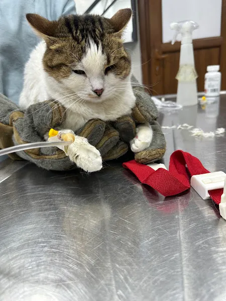 Dostel Veteriner Kliniği Çapa foto 2