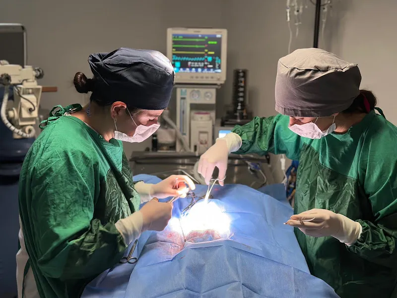 Nova Veteriner Kliniği foto 1