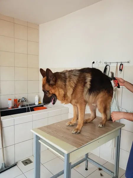 Pets inn veteriner kliniği foto 2