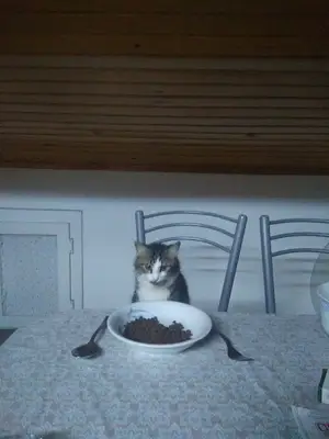 Kentvet Veteriner Polikliniği