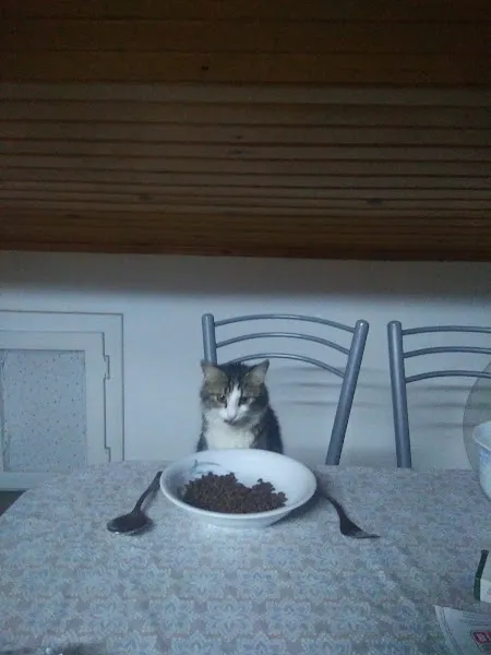 Kentvet Veteriner Polikliniği foto 1