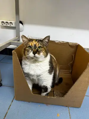 Yonca Veteriner Kliniği