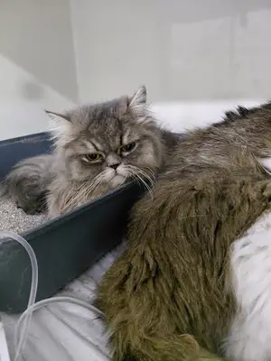 Aydoğan Veteriner Kliniği