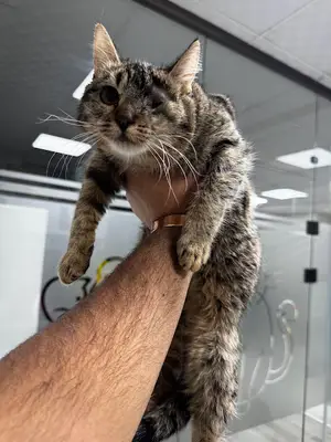 MONA Veteriner Kliniği