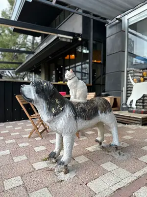 Alpha Veteriner Kliniği