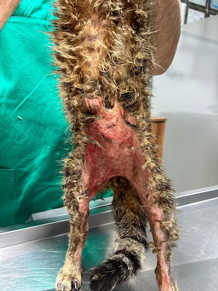 Cennet Veteriner Kliniği foto 2