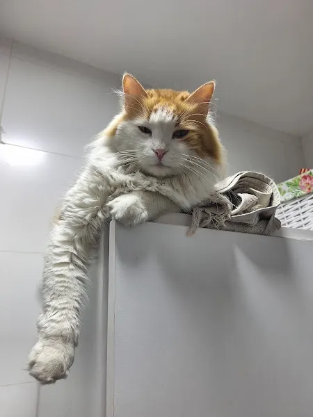 PETLIFE BAHÇELİEVLER VETERINER KLİNİĞİ foto 2