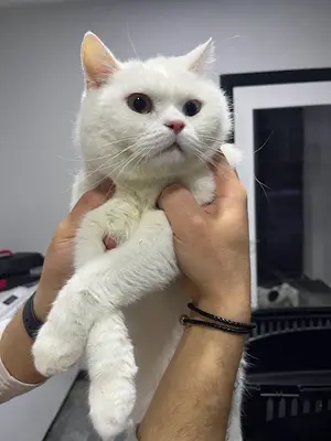 Ovacık animal love veteriner kliniği