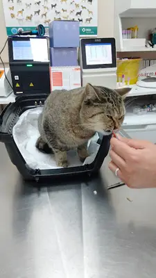 SemPaty Veteriner Kliniği