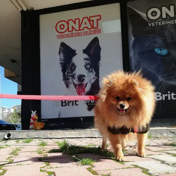 Onat Veteriner Kliniği foto 2