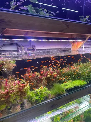 Guppy Center Petshop