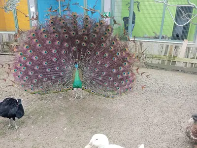 İstanbul Kuş Cenneti
