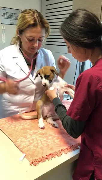 PetVet Veteriner Kliniği foto 2