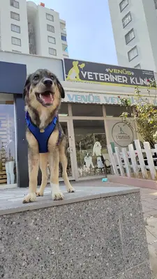 Venüs Veteriner Kliniği Adana