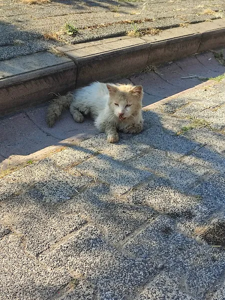 Üsküdar Belediyesi Minik Dostlar Kliniği foto 2