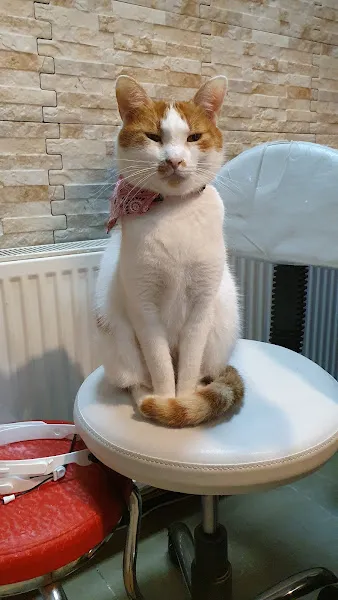 PatiSev Veteriner Kliniği foto 2