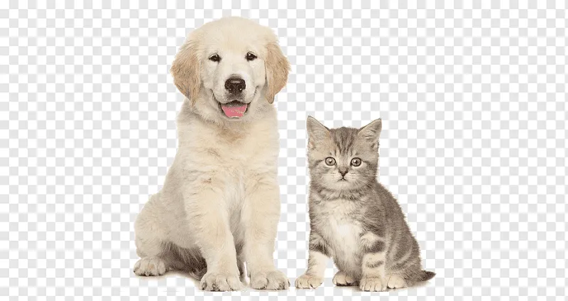 BULUÇ_Pati Life_VETERINER KLİNİĞİ foto 2
