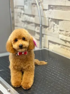 Bornova Pet Grooming Çağlar Aydın