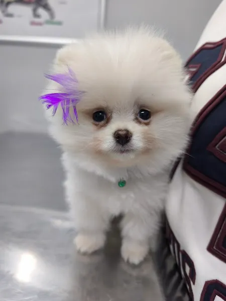 Küçükçekmece White Vet Veteriner Kliniği foto 2