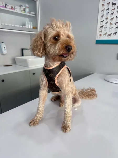 Zera Veteriner Kliniği foto 2